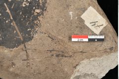 Foto (Detailansicht) von Carpinus betulus Linne (NHMW-GEO-2024-0188-15004)